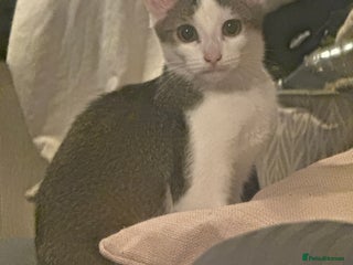 Domestic Shorthair cats - Advert 33