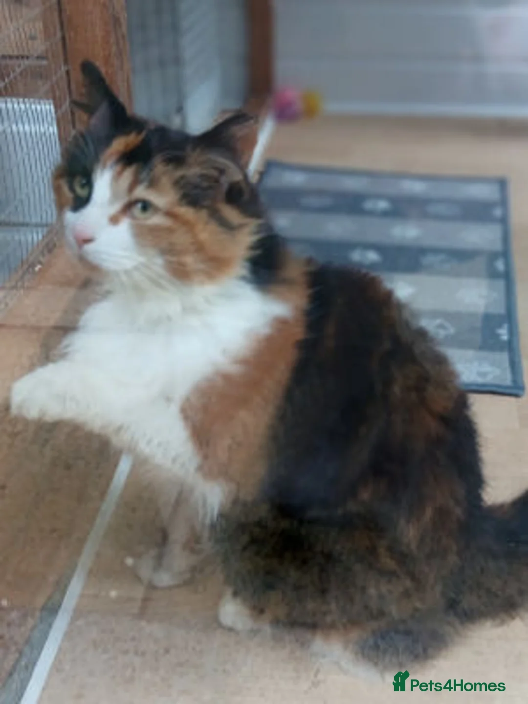 Mixed Breed cats for adoption: MARRIGOLD - Advert 1