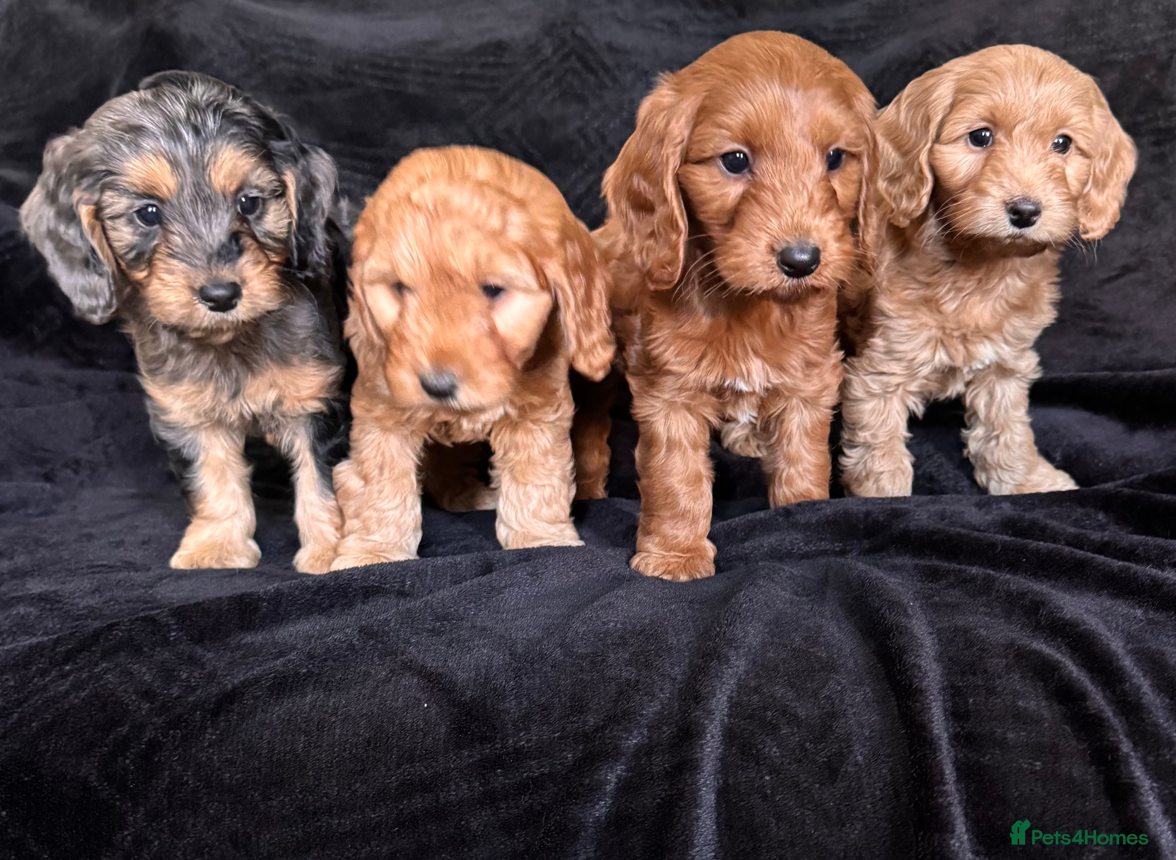 Cockapoo dogs Ready now F1 cockapoo puppies  - Advert 2