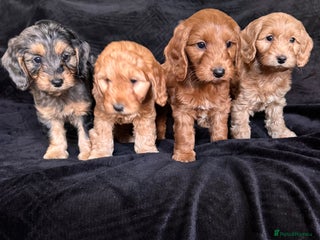 Cockapoo dogs Ready now F1 cockapoo puppies - Advert 2
