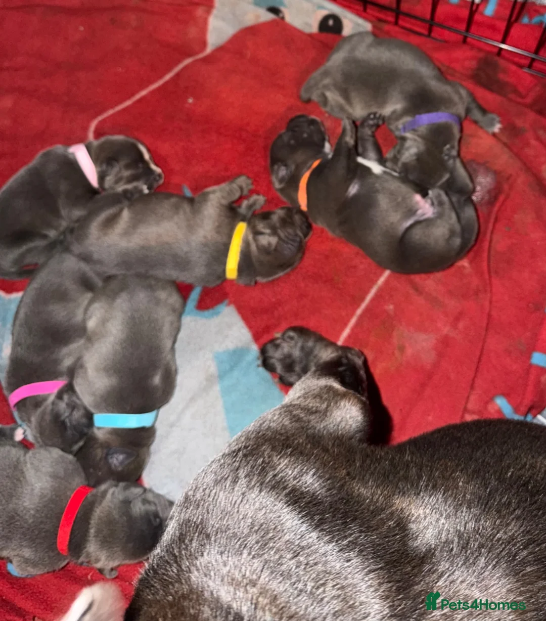 Staffordshire Bull Terrier dogs for sale: blue staffy pups - Advert 18