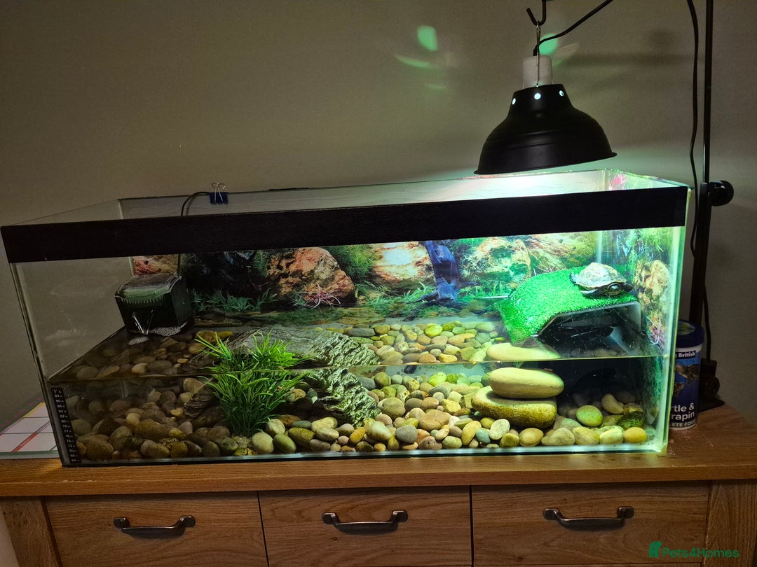 Turtle reptiles for sale: Reeves turtle  - Image 2