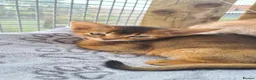 Abyssinian cats for sale: Beautiful pedigree tica abyssinian kittens - Advert 15