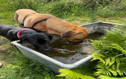 Cane Corso dogs for sale: Two beautiful cane corsos looking to be rehomed - Image 11