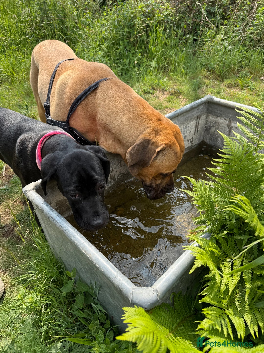Cane Corso dogs for sale: Two beautiful cane corsos looking to be rehomed - Image 11