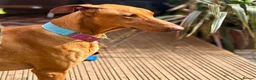 Mixed Breed dogs for adoption: Robbie - Spanish Podenco - Advert 11