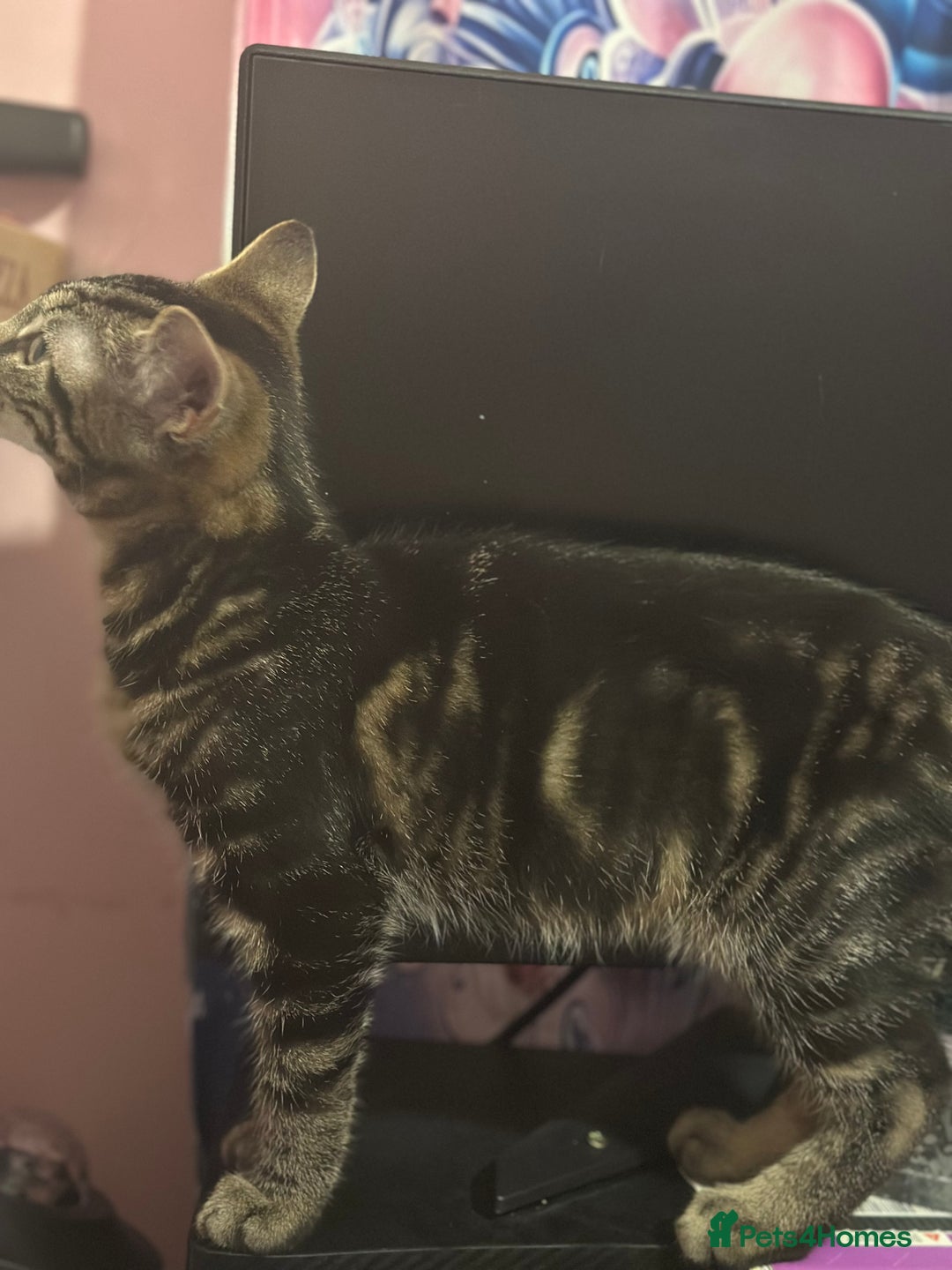 Mixed Breed cats for sale: Kittens  - Advert 5