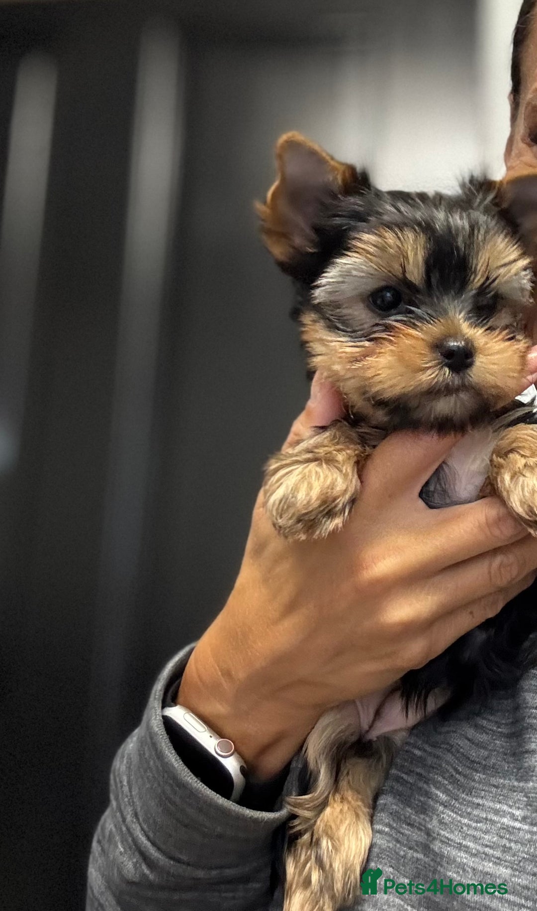 Yorkshire Terrier dogs for sale: Miniature Yorkshire Terrier puppies. - Image 6