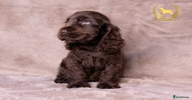 Cocker Spaniel dogs - Advert 5