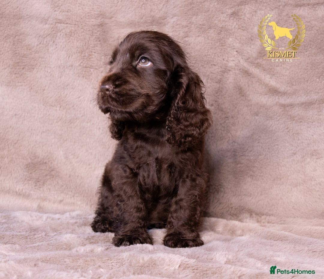 Cocker Spaniel dogs for sale: VERY SPECIAL SOLID CHOCOLATE SHOW TYPES - Image 3