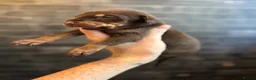 Dobermann dogs for sale: ❌ ready monday❌Health tested Dobermans not Kc reg  - Advert 28