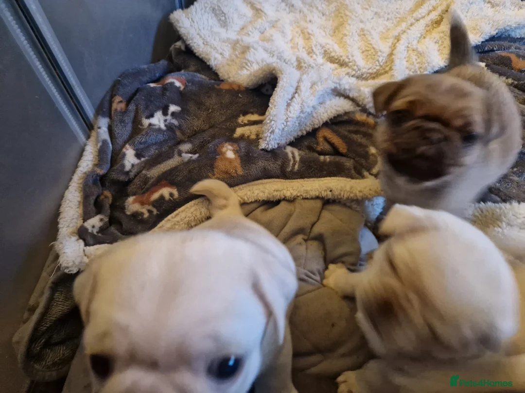 Pug dogs for sale: 5 Pug Puppies for sale - Advert 3