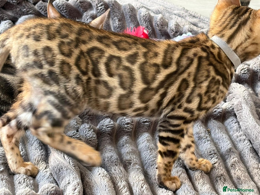 Bengal cats for sale: 12 Bengal Cubs Ready for Their Forever Home - Image 3
