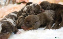 Miniature Dachshund dogs for sale: KC Miniature Dachshund Puppies - Image 9