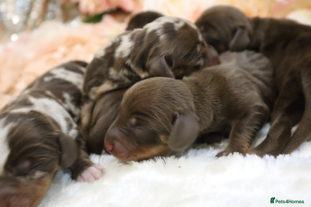 Miniature Dachshund dogs for sale: KC Miniature Dachshund Puppies - Image 9