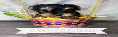 Yorkshire Terrier Puppy Mr White