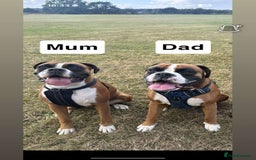 Boxer dogs for sale: Gorgeous KC Registered Boxer Pups - ONLY 3 LEFT - Image 10