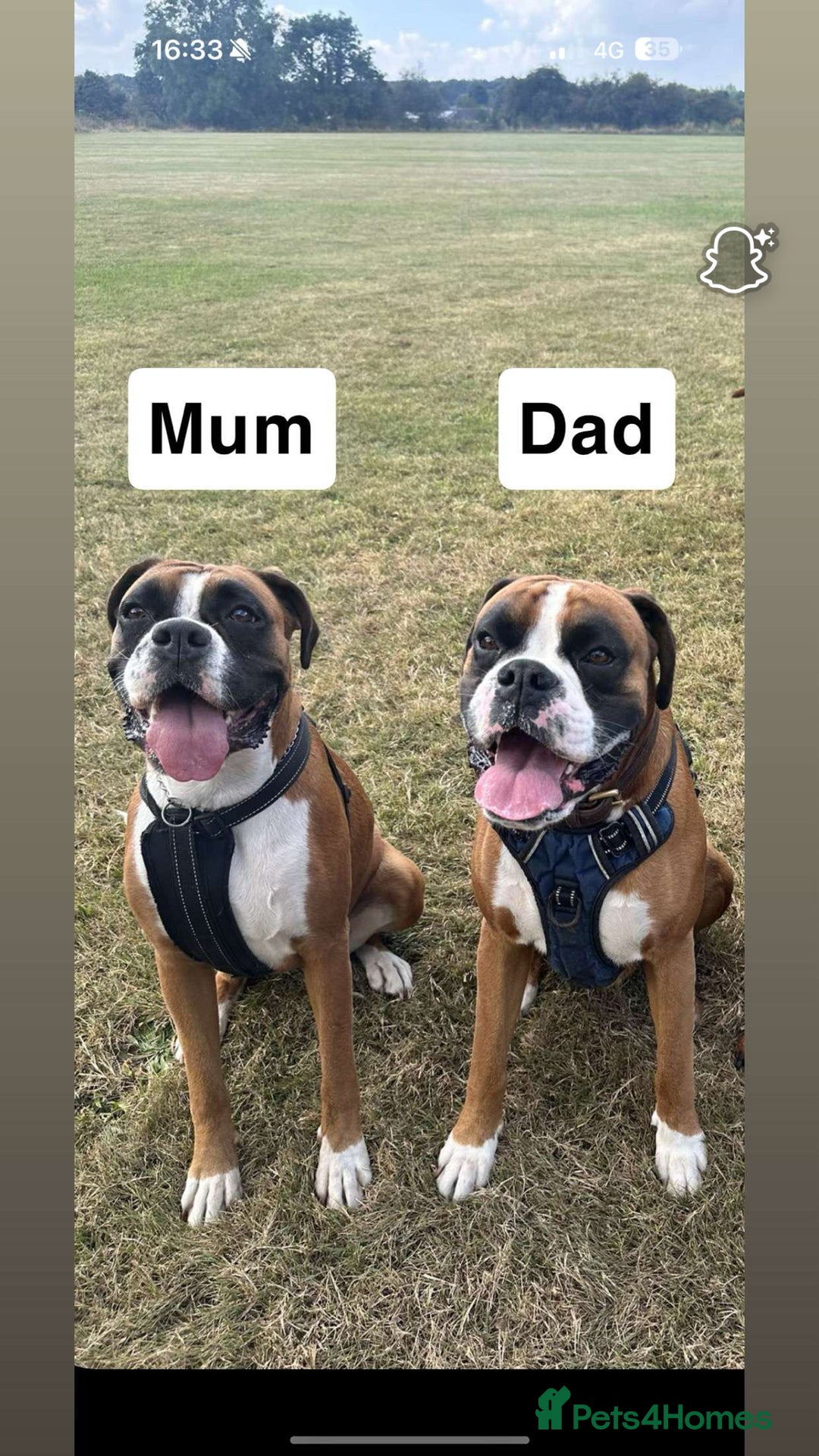 Boxer dogs for sale: Gorgeous KC Registered Boxer Pups - ONLY 3 LEFT - Image 10