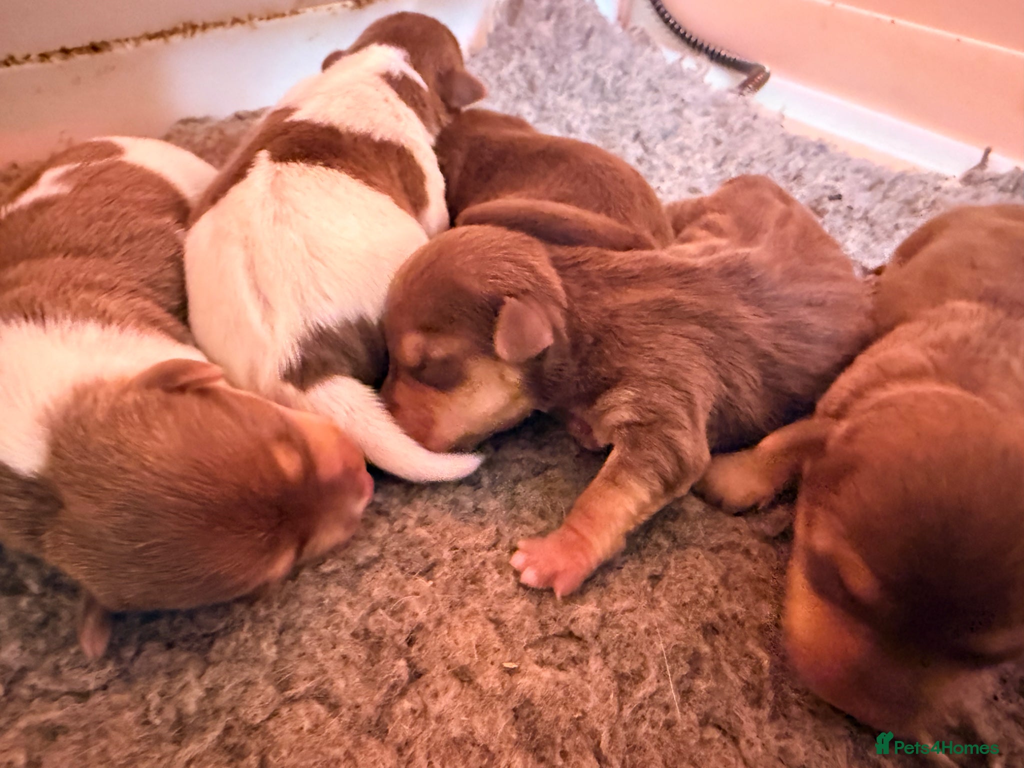 Jack Russell dogs Small Jack Russell pups  - Advert 15
