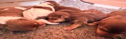 Jack Russell dogs for sale: Small Jack Russell pups  - Advert 3