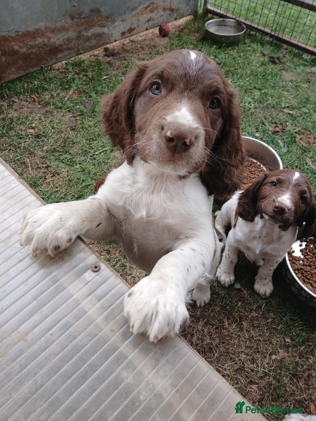 English Springer Spaniel dogs for sale: Last remaining springer puppy, Archie 'Mr Shy'  - Image 21