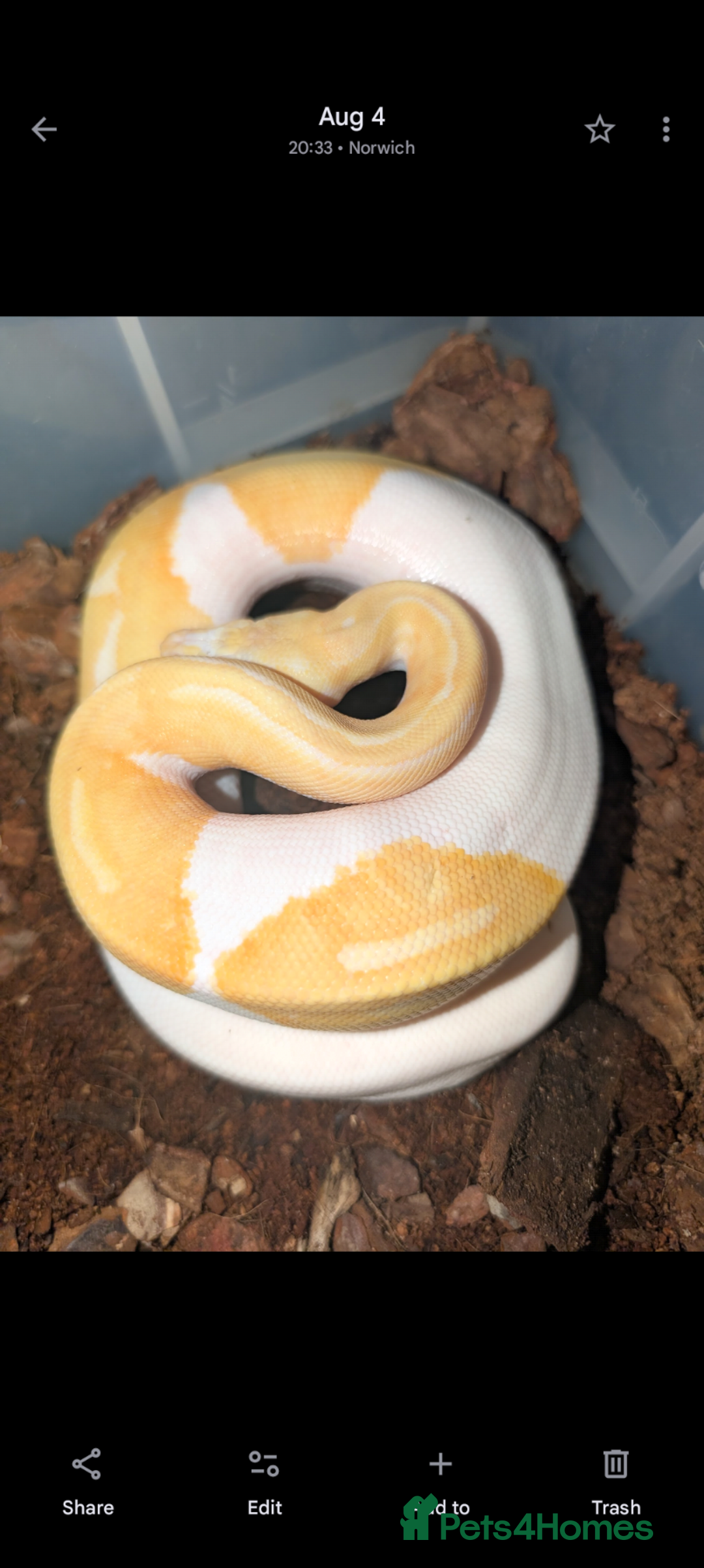 Snake reptiles for sale: Corn snakes and pythons for sale  - Advert 8