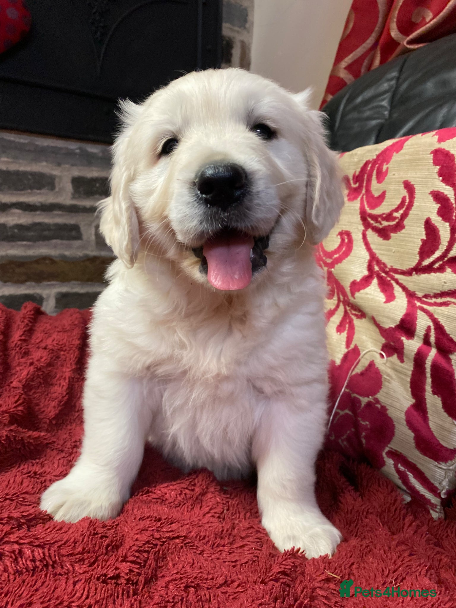 Golden Retriever dogs Seriously chunky & Fluffy babies - Advert 2