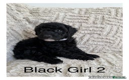 Cockapoo dogs for sale: Stunning F1B Merle Cockapoo Puppies!!!! - Image 30
