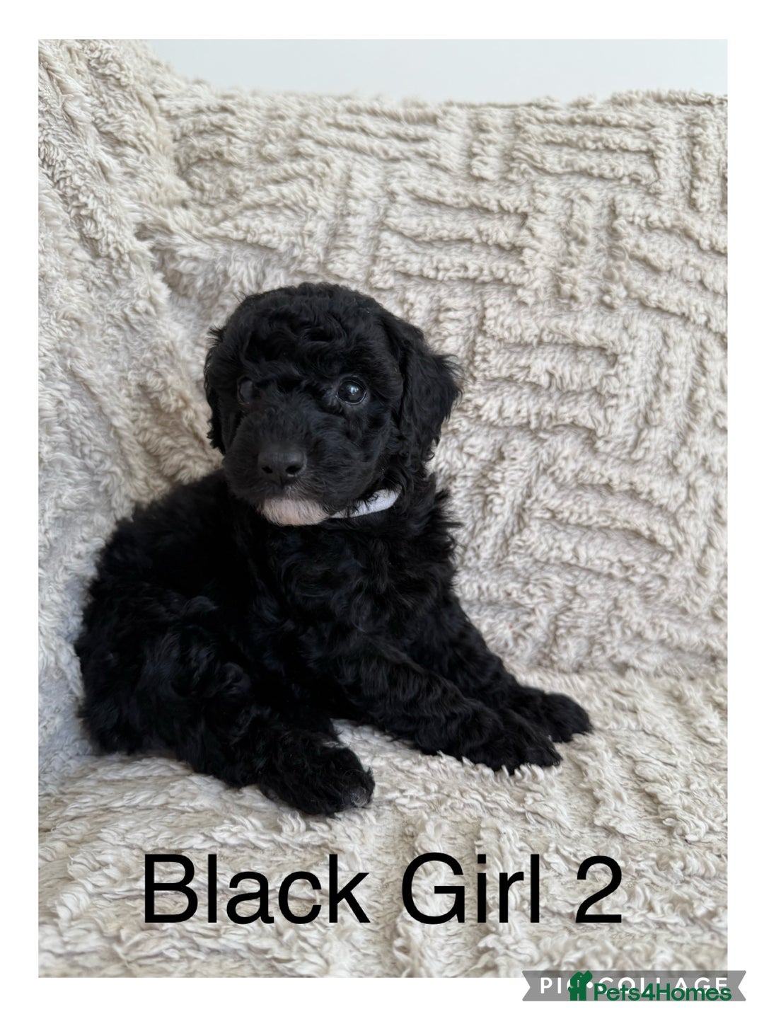 Cockapoo dogs for sale: Stunning F1B Merle Cockapoo Puppies!!!! - Image 30