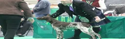 German Shorthaired Pointer dogs for sale: German Shorthaired Pointer puppies - Advert 8