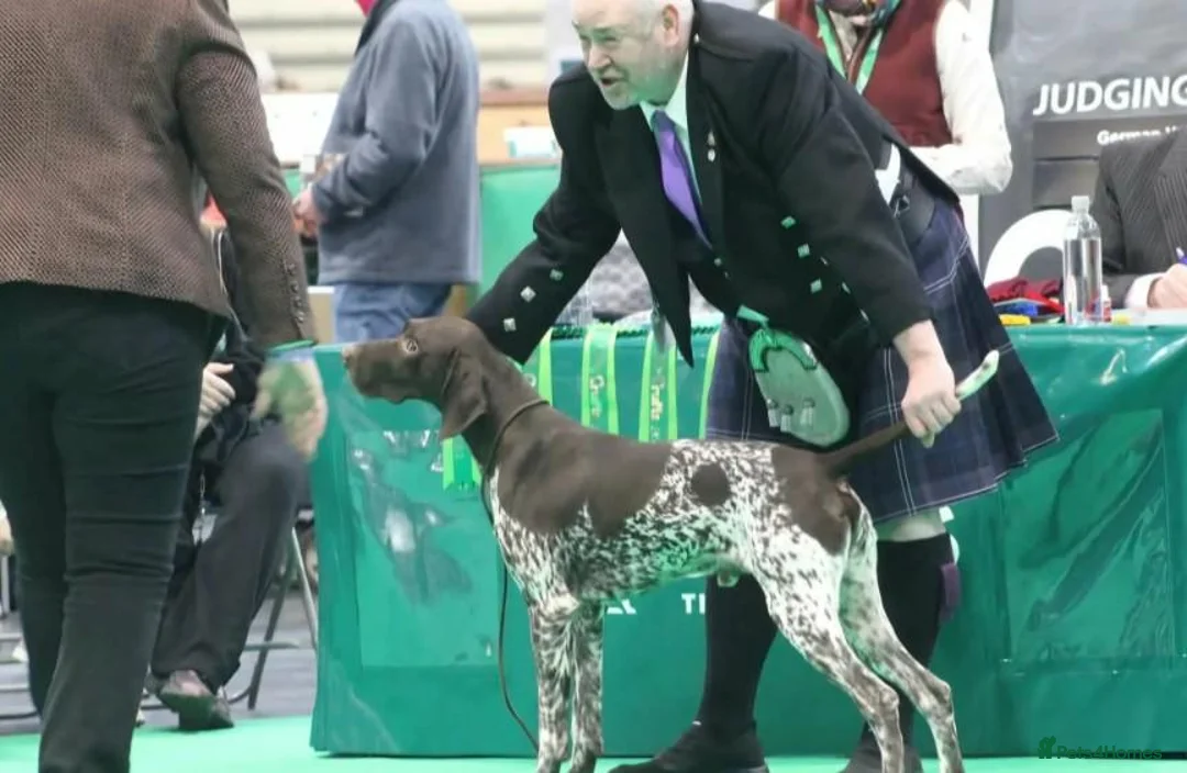 German Shorthaired Pointer dogs for sale: German Shorthaired Pointer puppies - Advert 8