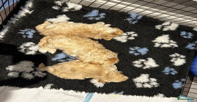 Maltipoo dogs - Advert 7