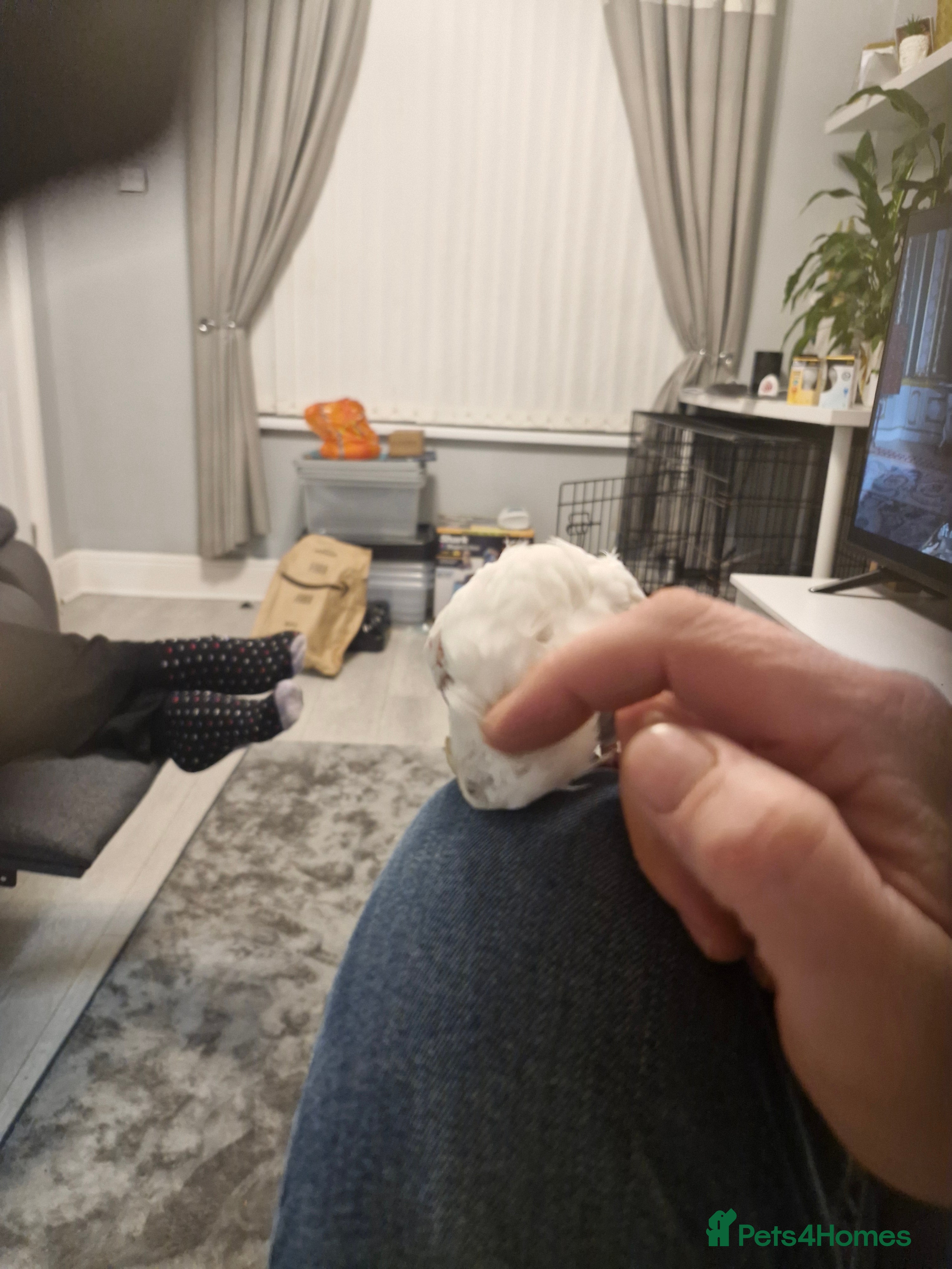 Cockatiels birds Cockatiel  - Advert 3