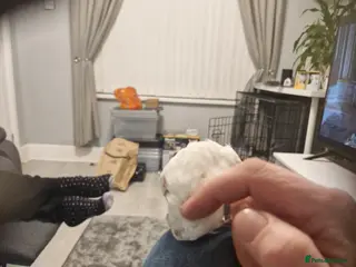 Cockatiels birds Cockatiel - Advert 3