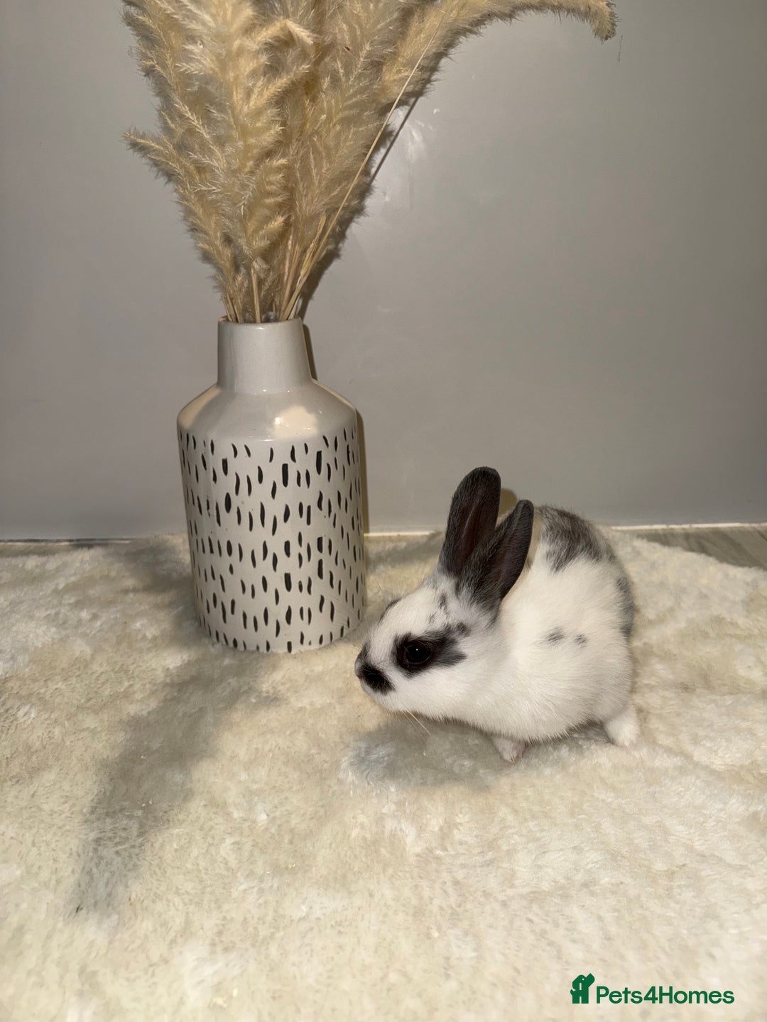 Mixed Breed rabbits for sale: Mixed Mini Rex breed  - Advert 9
