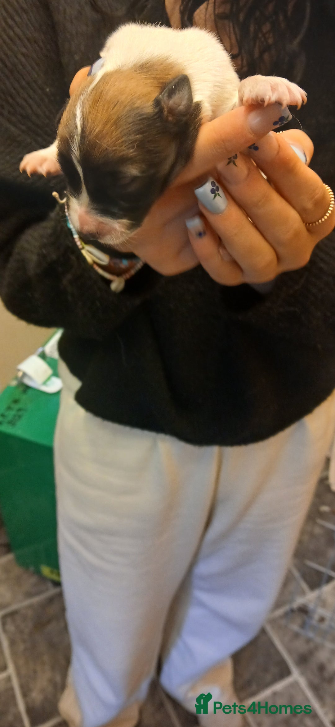 Border Collie dogs for sale: My babies  - Image 12