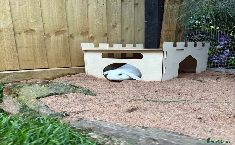Mini Lop rabbits - Advert 13