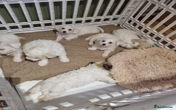 Zuchon dogs for sale: Bichon Frise puppy for sale  - Image 28