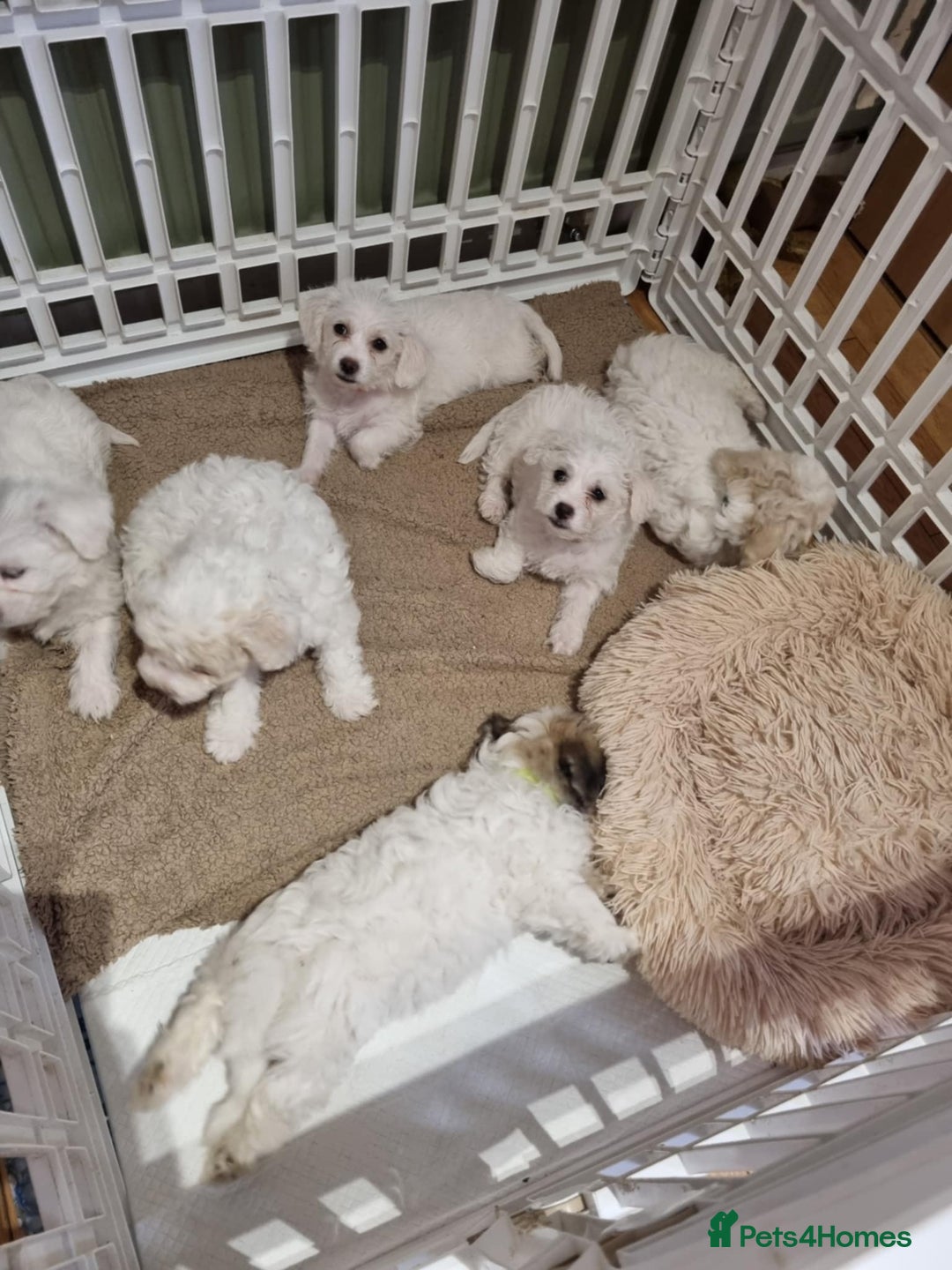 Zuchon dogs for sale: Bichon Frise puppy for sale  - Image 28