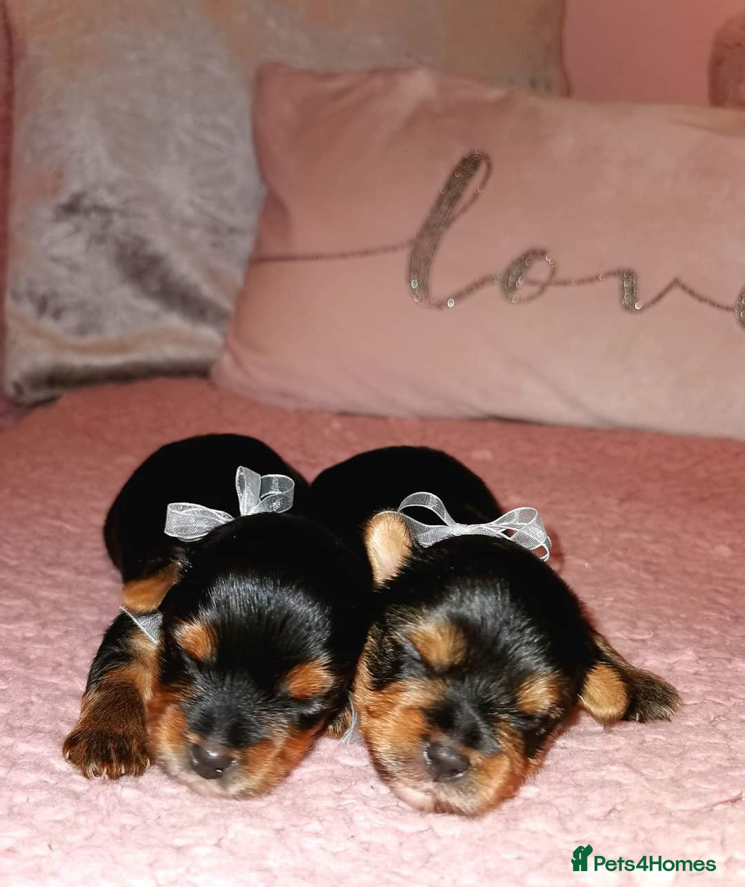 Yorkshire Terrier dogs for sale: ✨ Exquisite Yorkshire Terrier Puppies Available ✨ - Advert 15