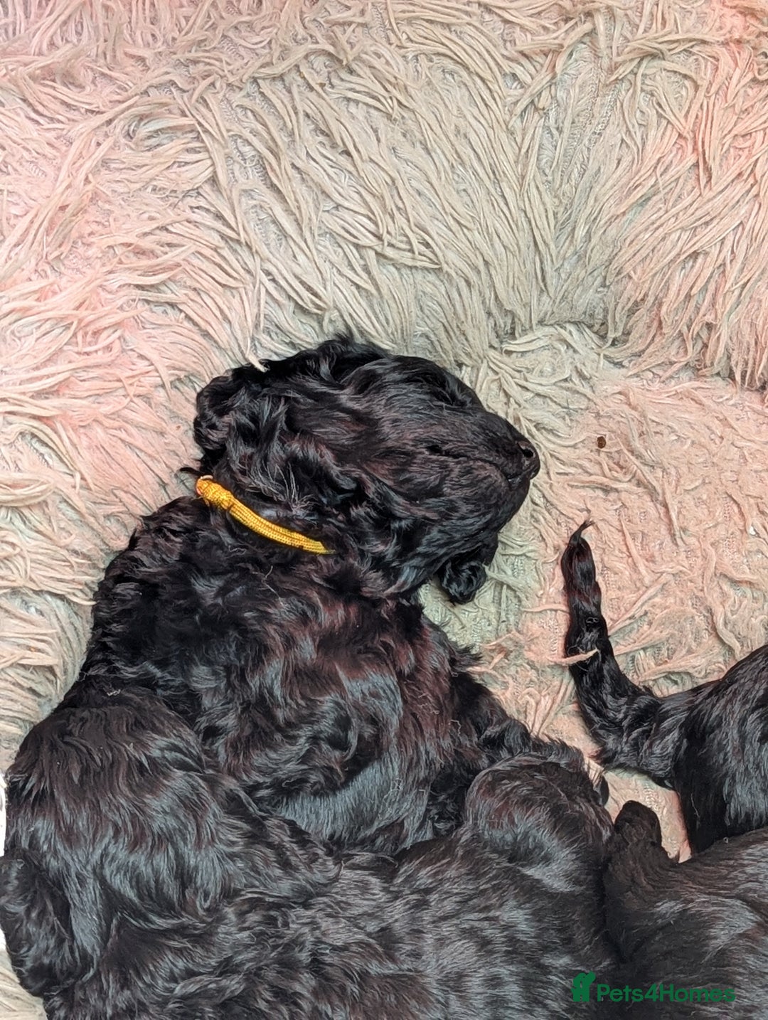 Cockapoo dogs for sale: Cockapoo - Advert 3