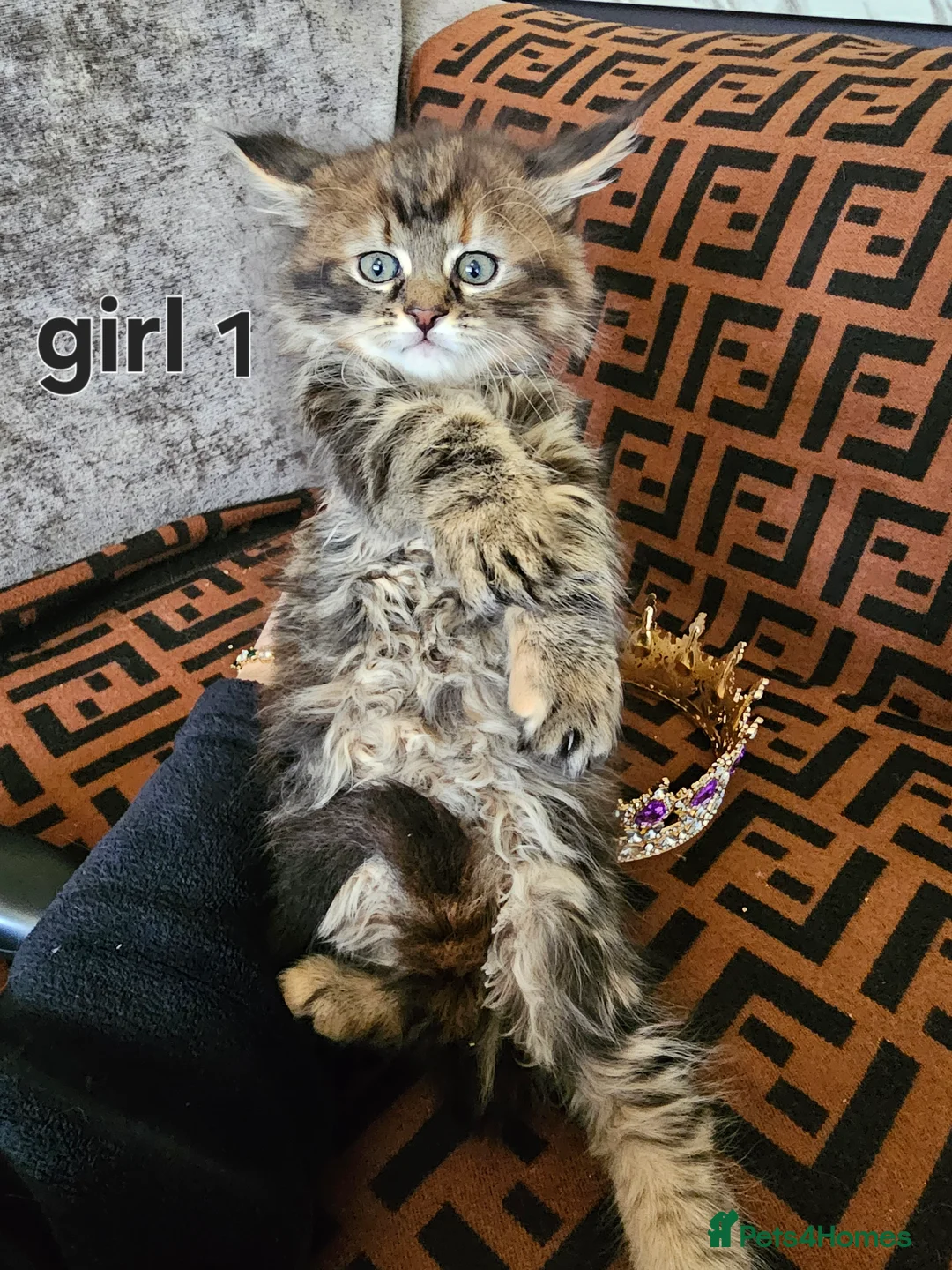 Maine Coon cats for sale:  Beautiful Siberian x Maine Coon Kittens Available - Advert 6