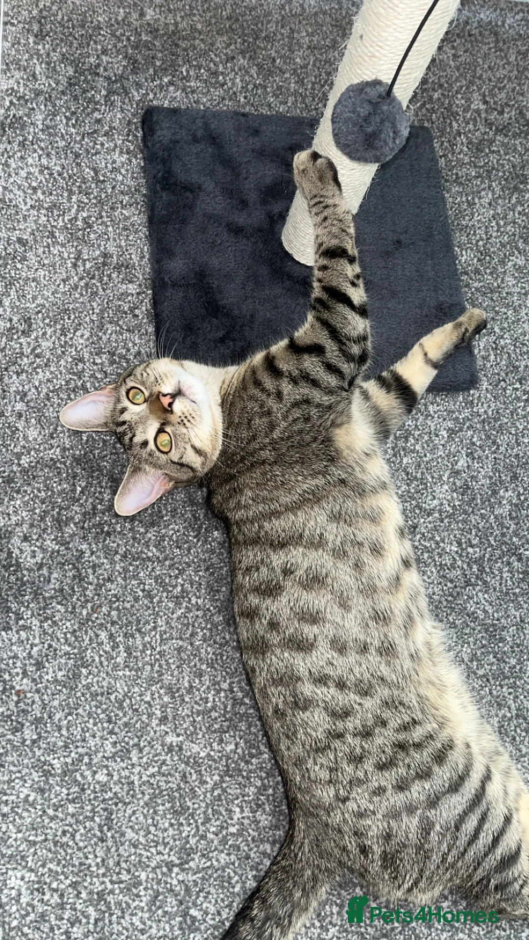 Mixed Breed cats for sale: Oscar in Trimdon Station - Advert 1