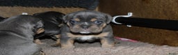 Olde English Bulldogge dogs for sale: Olde English bulldog puppies  - Advert 6