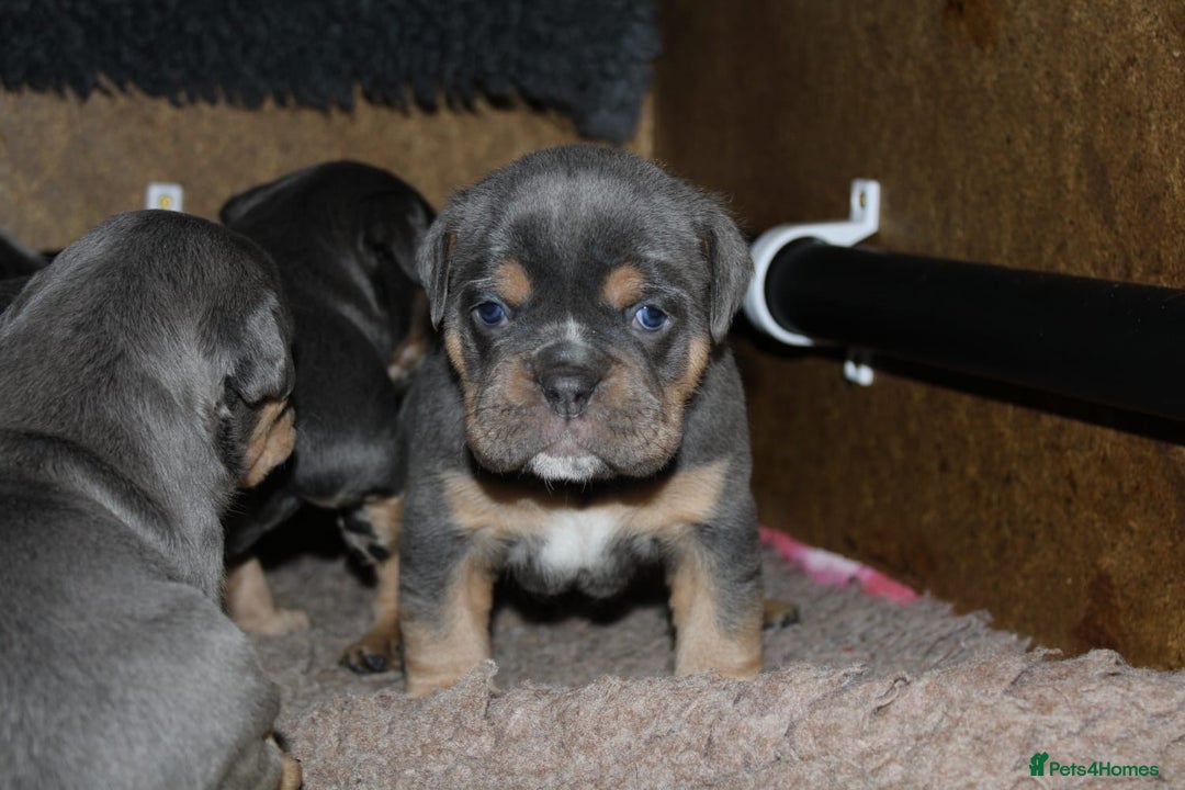 Olde English Bulldogge dogs for sale: Olde English bulldog puppies  - Advert 6