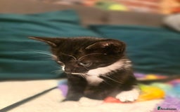 Mixed Breed cats for sale: Kitten Lovely Boy 6 weeks old - Image 3