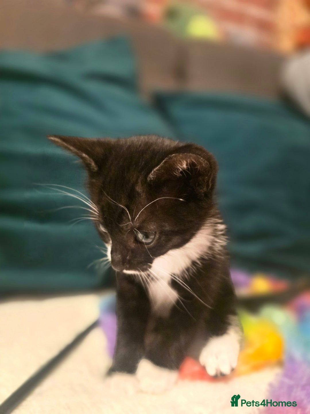 Mixed Breed cats for sale: Kitten Lovely Boy 6 weeks old - Image 3