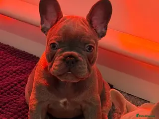 French Bulldog dogs French Bulldog Puppies - Advert 1