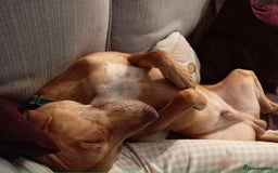 Mixed Breed dogs for sale: Gorgeous 1yr old male Cross - Advert 2