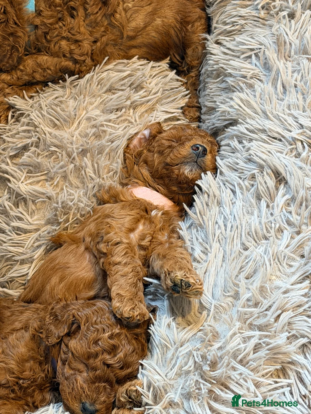 Cavapoo dogs for sale: Fox Red Cavapoo F1B  - Advert 20